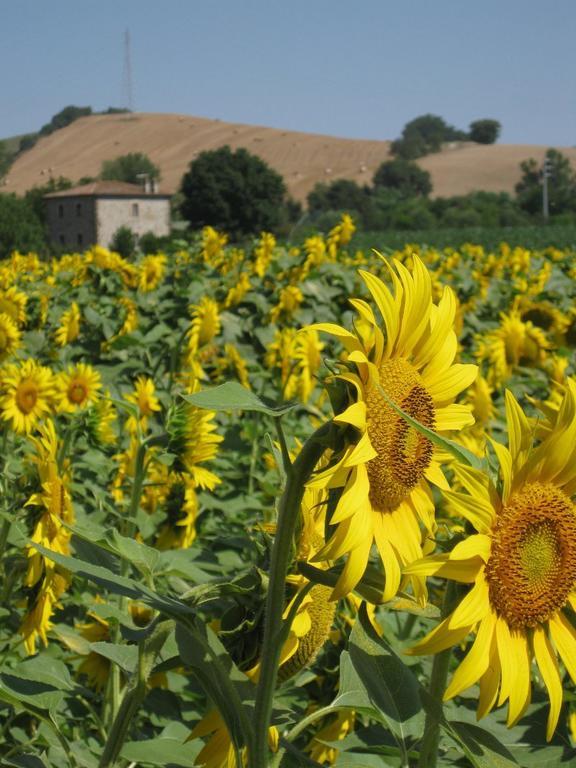 Agriturismo Le Spighe Proceno Exteriör bild